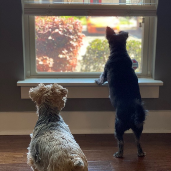 Meet your Posher, Wendy - Picture 9 of 13